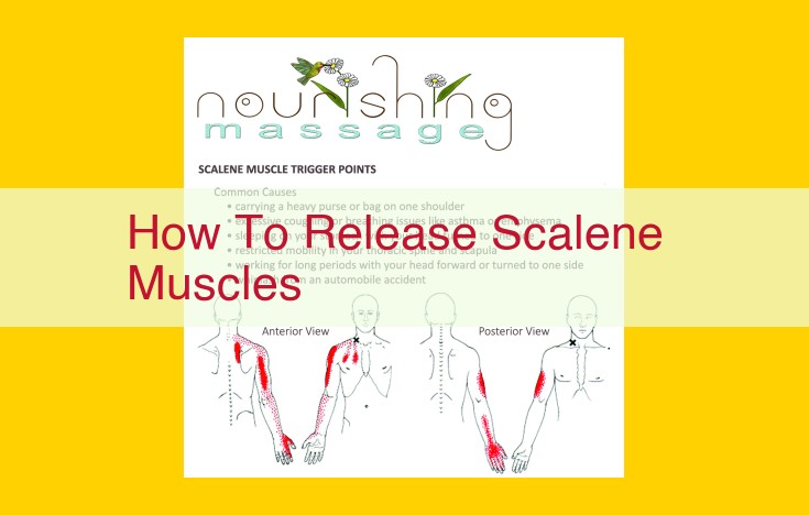 Guide to Releasing Scalene Muscles: Effective Techniques and Targeted Pressure Points