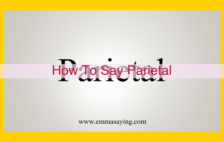 How to Pronounce "Parietal" with Perfect Enunciation