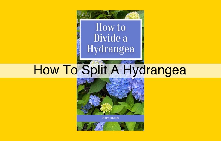 Easy Hydrangea Division: Step-by-Step Guide for Abundant Blooms