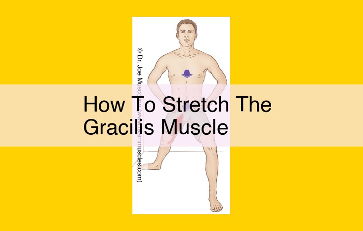 Gracilis Muscle Stretch: Effective Exercise for Enhanced Flexibility and Mobility