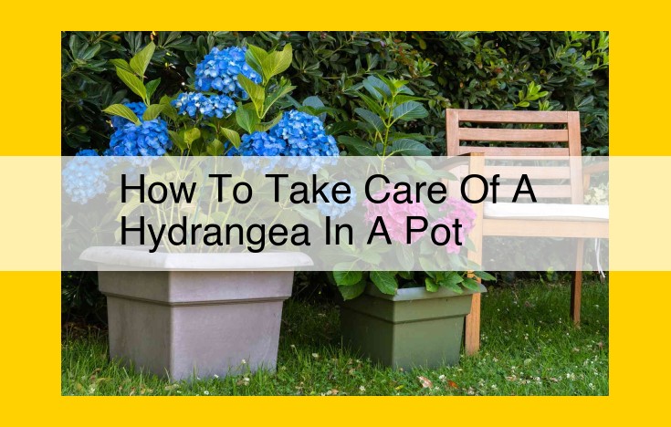 Comprehensive Guide to Care for Potted Hydrangeas: Essential Tips for Healthy Blooms