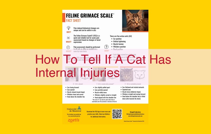 Internal Injuries in Cats: Symptoms, Diagnosis, and Treatment