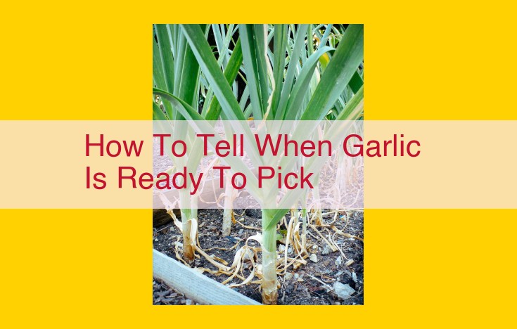 Definitive Guide to Harvest Garlic: Signs, Techniques, and Timing