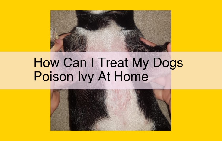 Poison Ivy Relief: Home Remedies vs. Veterinary Care