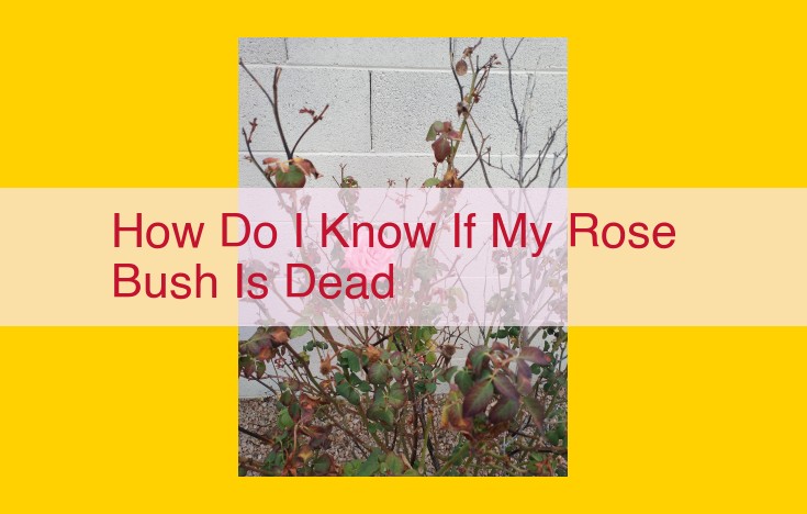 How to Tell if Your Rose Bush is Dead: A Comprehensive Guide