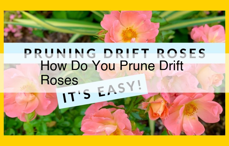 Expert Guide to Pruning Drift Roses for Optimal Performance and Beauty