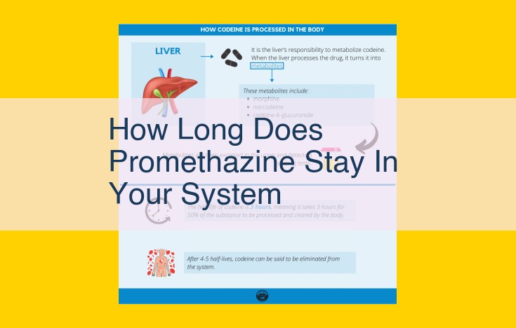 Detection Duration of Promethazine in Bodily Fluids: Urine, Blood, and Saliva