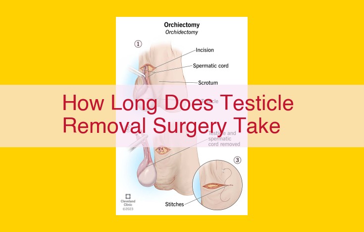 Testicular Removal Surgery: An Overview of Orchiectomy, Procedure, Duration, and Risks