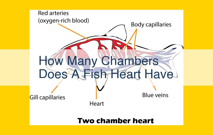 Comprehensive Guide to Fish Heart Chambers: From Basic to Advanced Structures