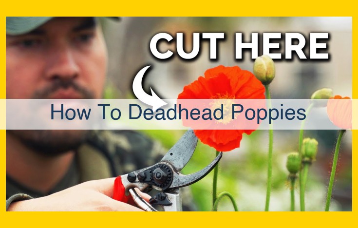 Deadheading Poppies: Enhance Flowering, Improve Plant Health, and Prevent Self-Seeding