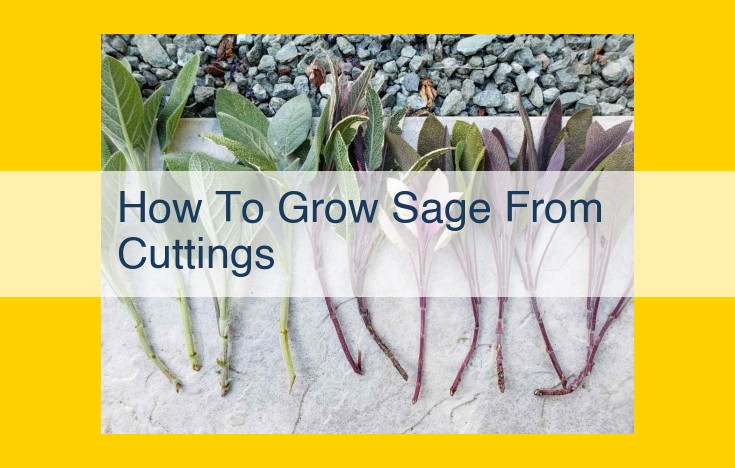 Grow Sage from Cuttings: A Comprehensive Guide for Propagation Success