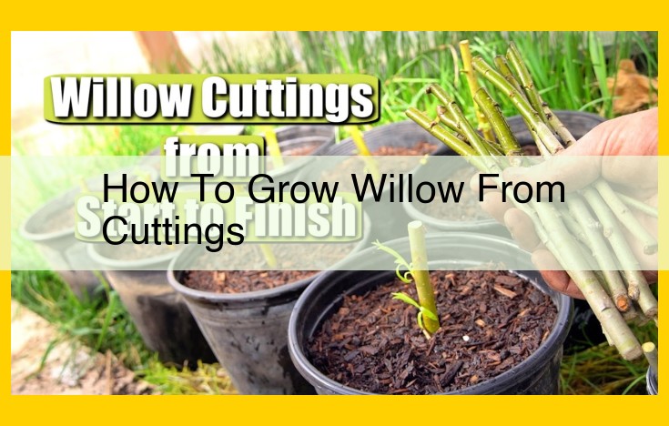 A Comprehensive Guide to Willow Propagation from Cuttings: Materials, Techniques, and Environmental Factors