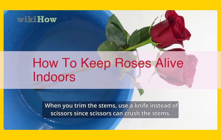 Indoor Rose Care Guide: Essential Tips for Healthy and Vibrant Roses