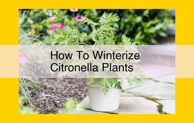 Winterizing Citronella: Essential Steps for Protecting Your Plant from Cold