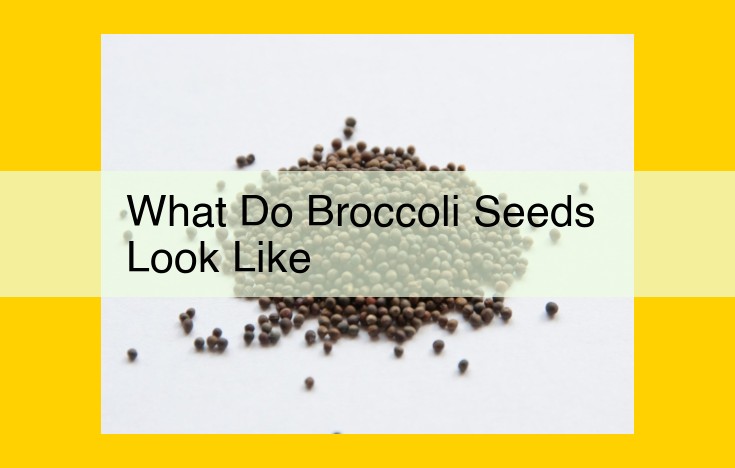 Broccoli Seeds: Essential Nutrients and Cultivation Guide