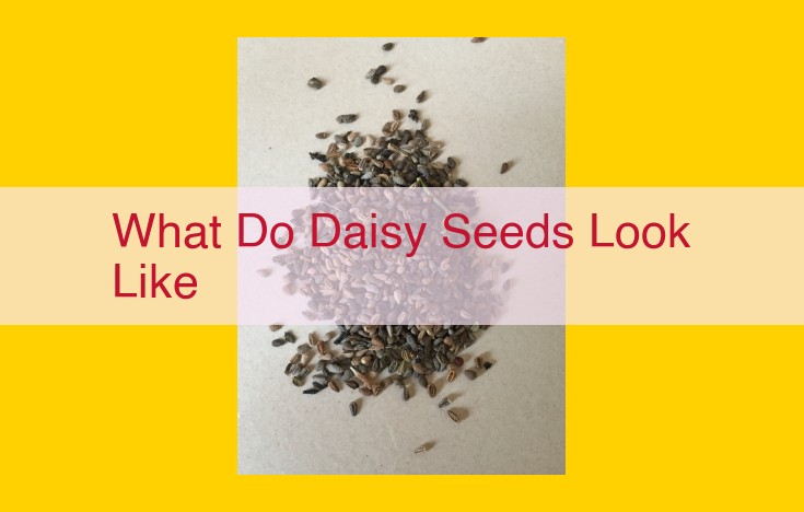 Ultimate Guide: Daisy Seed Characteristics, Dispersal, and Identification