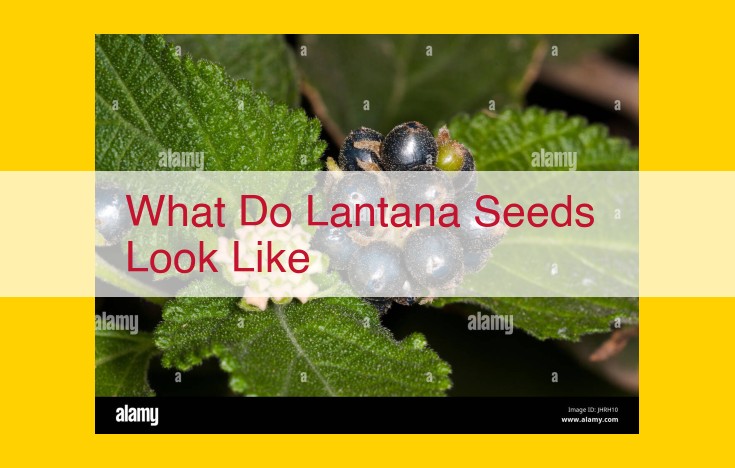 Lantana Berries: Round Drupes with Vibrant Colors and Wildlife Appeal