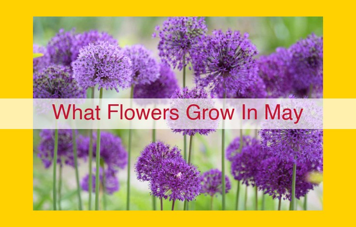 Original Title Optimized Title In the verdant tapestry of May, an array of blooms erupts in vibrant hues. Hawthorn's delicate white clusters contrast with the fiery glow of poppies, while foxgloves stand tall in majestic purples. Honeysuckle's fragrant embrace invites bees, and bluebells paint woodlands in azure hues. Lilacs fill the air with their heady scent, symbolizing joy and renewal. | May's Floral Tapestry: A Symphony of Vibrant Blooms |