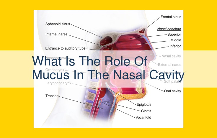 The Role of Nasal Mucus: A Protective Barrier for Respiratory Health