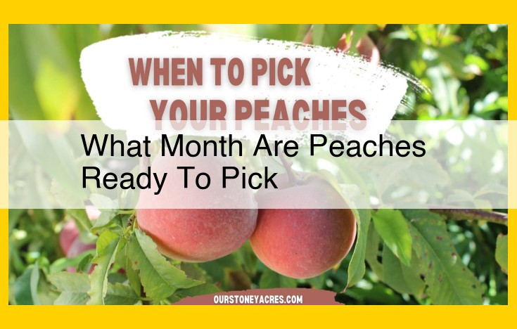 Peach Ripening Season in the United States: A Comprehensive Guide to Varieties and Growing Regions