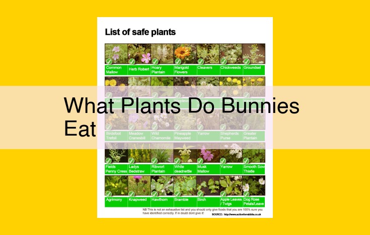 The Ideal Diet for Rabbits: Ensuring Optimal Health and Well-being